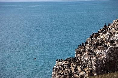Apex英雄弹道怎么玩？apex弹道技能教学攻略